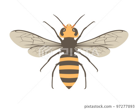 大黃蜂張開翅膀的插圖 97277893