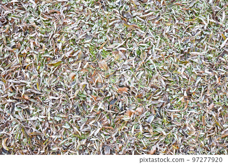 Frost on old fallen leafs Frost on old fallen leafs 97277920