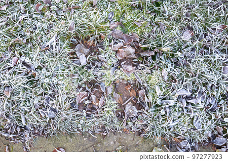 Frost on old fallen leafs Frost on old fallen leafs 97277923