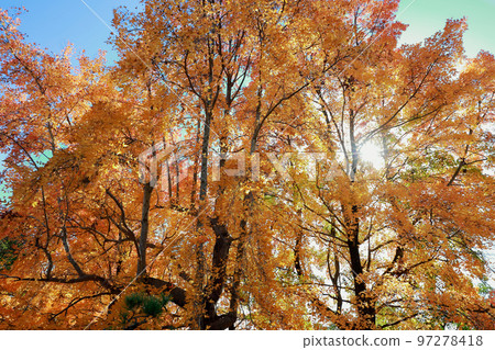 Autumn leaves deepening 97278418