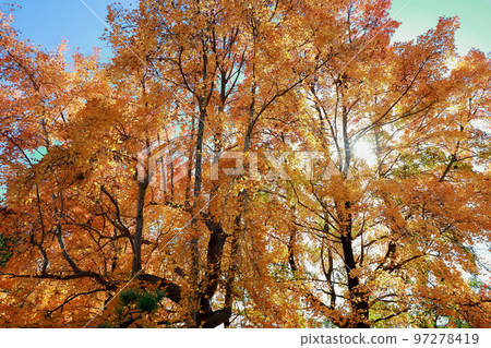 Autumn leaves deepening Autumn leaves deepening 97278419