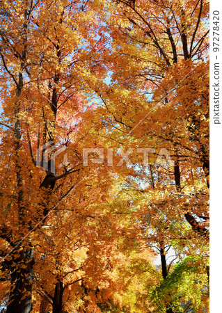 Autumn leaves deepening Autumn leaves deepening 97278420
