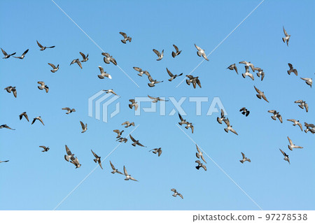 A flock of pigeons seen above the Onda River 97278538