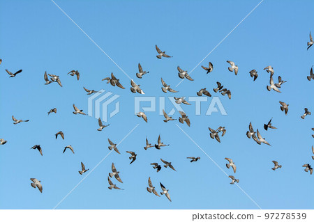 A flock of pigeons seen above the Onda River A flock of pigeons seen above the Onda River 97278539