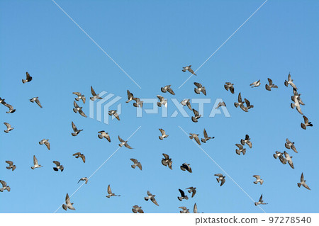 A flock of pigeons seen above the Onda River 97278540