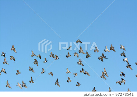 A flock of pigeons seen above the Onda River 97278541