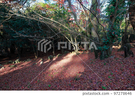 Fallen leaves on the pilgrimage route Autumn leaves Fallen leaves on the pilgrimage route Autumn leaves 97278646