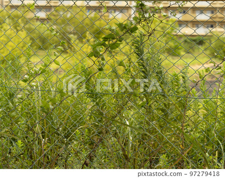 圍著柵欄的空地 圍著柵欄的空地 97279418