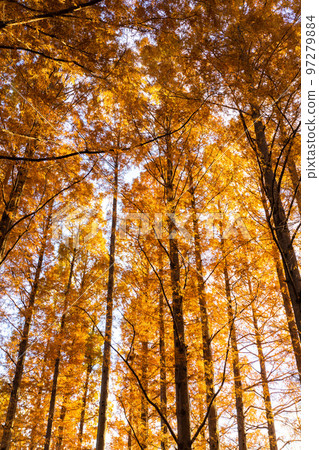 "Tokyo" Metasequoia forest of autumn leaves, autumn dusk 97279884