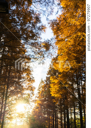 "Tokyo" Metasequoia forest of autumn leaves, autumn dusk "Tokyo" Metasequoia forest of autumn leaves, autumn dusk 97279907