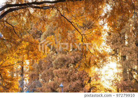 “東京”秋葉的水杉林，秋天的黃昏 97279910