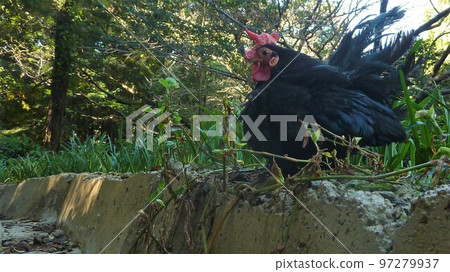 Chicken's daily life and memories Chicken's daily life and memories 97279937