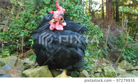 Chicken's daily life and memories 97279938