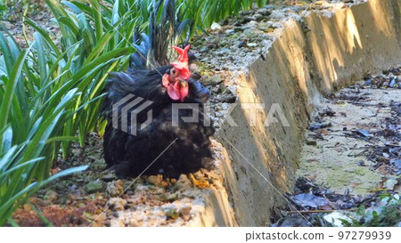 Chicken's daily life and memories 97279939