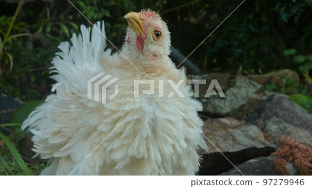 小雞的日常生活和回憶 97279946