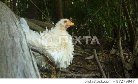 小雞的日常生活和回憶 97279947