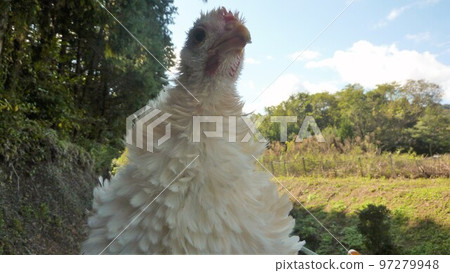 小雞的日常生活和回憶 97279948