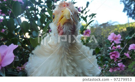 小雞的日常生活和回憶 97279953