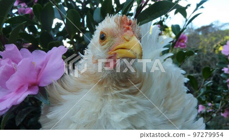 小雞的日常生活和回憶 97279954