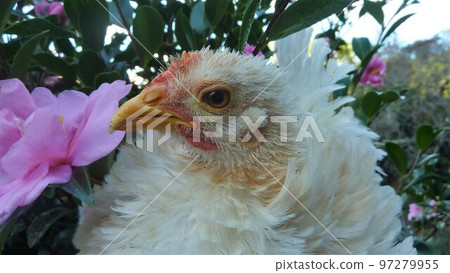 Chicken's daily life and memories 97279955