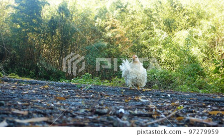 Chicken's daily life and memories 97279959