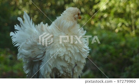 Chicken's daily life and memories 97279960