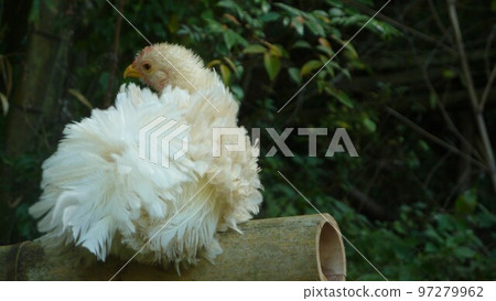 Chicken's daily life and memories Chicken's daily life and memories 97279962