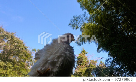 小雞的日常生活和回憶 97279963