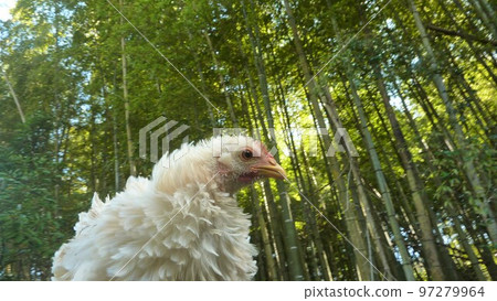 小雞的日常生活和回憶 97279964