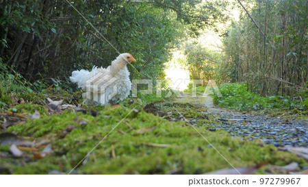 Chicken's daily life and memories Chicken's daily life and memories 97279967