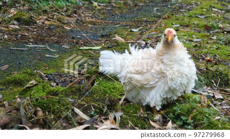 Chicken's daily life and memories 97279968