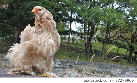 Chicken's daily life and memories Chicken's daily life and memories 97279969