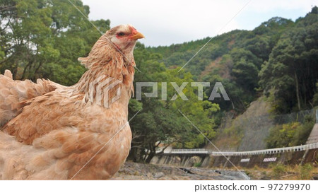 Chicken's daily life and memories 97279970