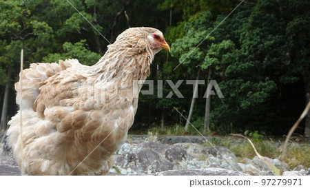 小雞的日常生活和回憶 97279971