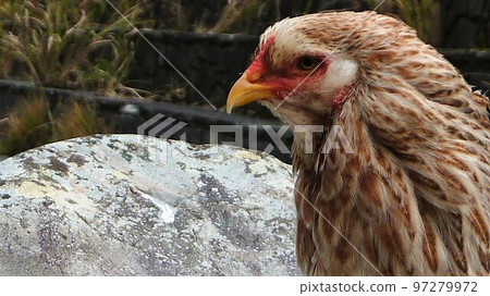 小雞的日常生活和回憶 97279972