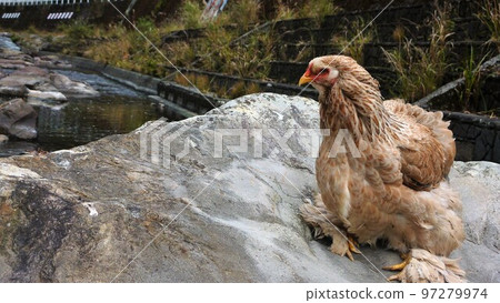 小雞的日常生活和回憶 97279974