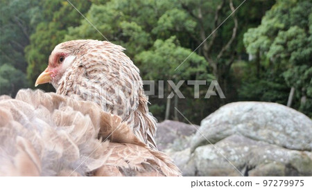 小雞的日常生活和回憶 97279975