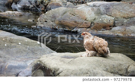 Chicken's daily life and memories 97279978