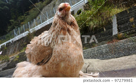 小雞的日常生活和回憶 97279981