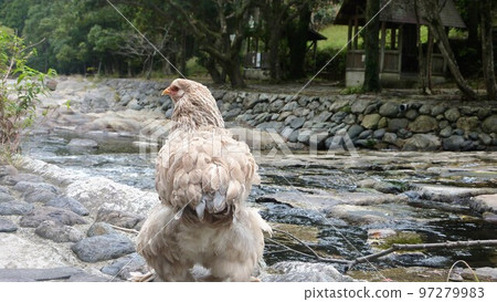 Chicken's daily life and memories 97279983