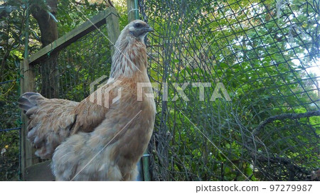 小雞的日常生活和回憶 97279987