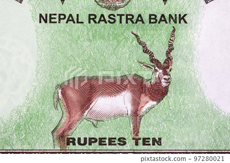 Antelope from Nepalese rupee 97280021