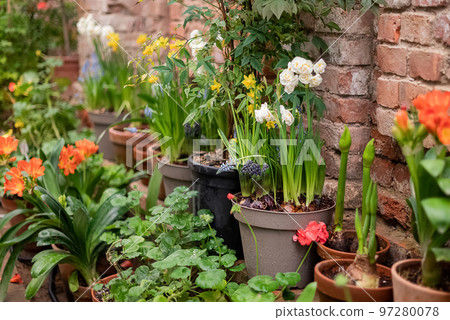 Blooming potted flowers rows along brick wall in patio home gardening Blooming potted flowers rows along brick wall in patio home gardening 97280078