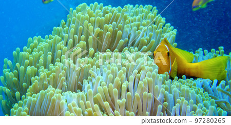 Blackfinned Anemonefish, Maldives Blackfinned Anemonefish, Maldives 97280265
