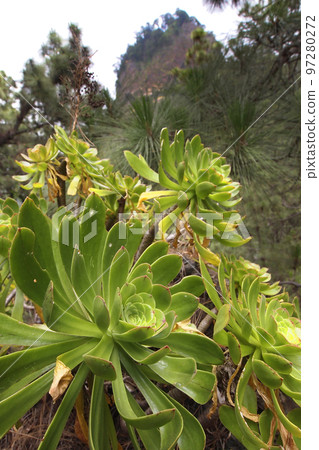 Bejeque, Caldera de Taburiente National Park, Spain 97280272