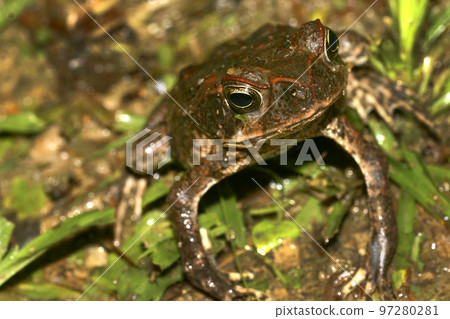 Toad, Amazonia, Ecuador 97280281