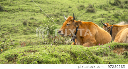 Casina Cow, Protected Landscape of Sierra de Cuera, Spain 97280285