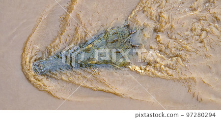American Crocodile, Costa Rica American Crocodile, Costa Rica 97280294