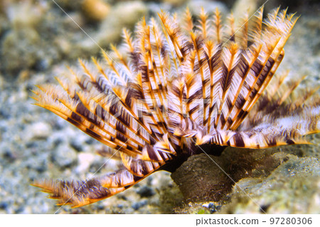 Feather Duster Worms,  Lembeh, Indonesia 97280306