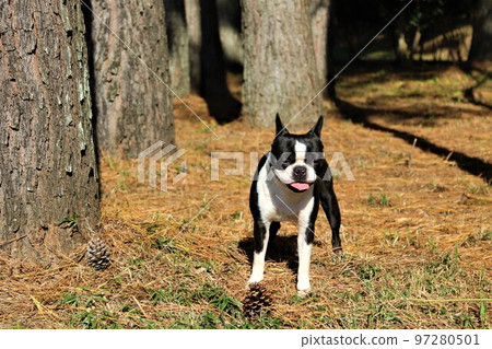 2022The happiest town in Japan, Mighty-kun, a Boston Terrier staring cutely in the pine forest near Hatoyama Rural Park♡ 97280501
